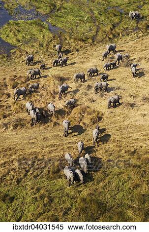 Stock Photography - "African Elephants (Loxodonta africana), breeding herd, roaming in a freshwater marsh, aerial view, Okavango Delta, Botswana, Africa". Fotosearch