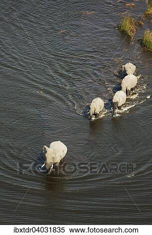 Stock Photography - "African Elephants (Loxodonta africana), five females, crossing a stream, aerial view, Okavango Delta, Botswana, Africa". Fotosearch