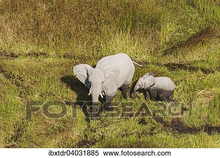 Stock Photography - "African Elephants (Loxodonta africana), cow with calf in a freshwater marsh, aerial view, Okavango Delta, Botswana, Africa". Fotosearch