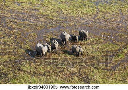 Stock Photography - "African Elephants (Loxodonta africana), breeding herd, roaming in a freshwater marsh, aerial view, Okavango Delta, Botswana, Africa". Fotosearch