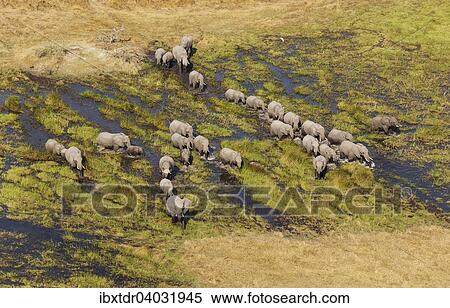 "African Elephants (Loxodonta africana), breeding herd, roaming in a freshwater marsh, aerial view, Okavango Delta, Botswana, Africa" View Large Photo Image Stock Photography - "African Elephants (Loxodonta africana), breeding herd, roaming in a freshwater marsh, aerial view, Okavango Delta, Botswana, Africa". Fotosearch