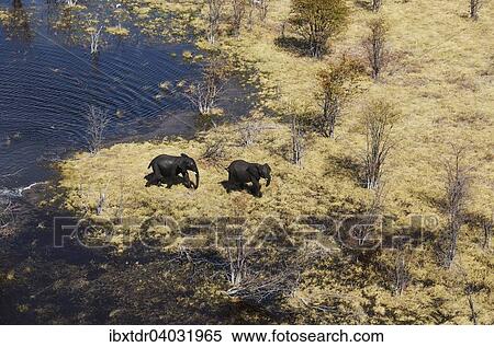"African Elephants (Loxodonta africana), two bulls after bathing in a freshwater marsh, aerial view, Okavango Delta, Botswana, Africa" View Large Photo Image Stock Photography - "African Elephants (Loxodonta africana), two bulls after bathing in a freshwater marsh, aerial view, Okavango Delta, Botswana, Africa". Fotosearch