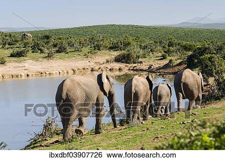 "African Elephants or African Bush Elephants (Loxodonta africana) herd travelling to a waterhole, Addo Elephant National Park, Eastern Cape, South Africa, Africa" View Large Photo Image Stock Photograph - "African Elephants or African Bush Elephants (Loxodonta africana) herd travelling to a waterhole, Addo Elephant National Park, Eastern Cape, South Africa, Africa". Fotosearch