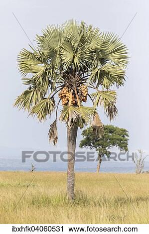 "African Fan Palm (Borassus aethiopum), Murchinson Falls National Park, Uganda, Africa" View Large Photo Image Stock Image - "African Fan Palm (Borassus aethiopum), Murchinson Falls National Park, Uganda, Africa". Fotosearch