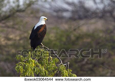 "African Fish Eagle or African Sea Eagle (Haliaeetus vocifer) waiting on perch, Ruaha Nationalpark, Ostafrika, Tanzania, Africa" View Large Photo Image Picture - "African Fish Eagle or African Sea Eagle (Haliaeetus vocifer) waiting on perch, Ruaha Nationalpark, Ostafrika, Tanzania, Africa". Fotosearch