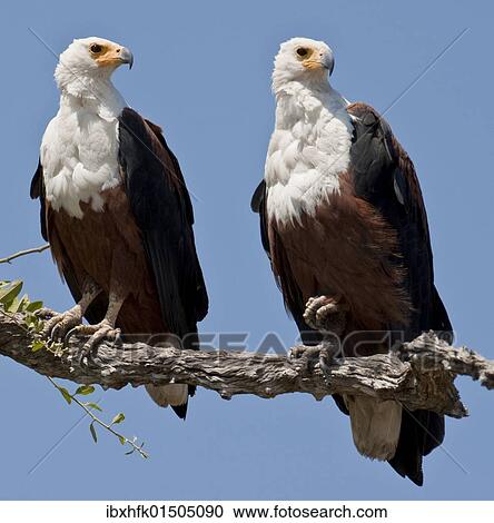 "African Fish Eagles (Haliaeetus vocifer), Chobe National Park, Botswana, Africa" View Large Photo Image Stock Image - "African Fish Eagles (Haliaeetus vocifer), Chobe National Park, Botswana, Africa". Fotosearch
