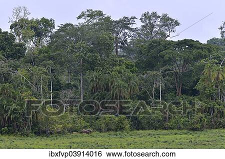 Stock Photograph - "African Forest Elephant (Loxodonta cyclotis), Ndangaye clearing, South West Region, Cameroon, Africa". Fotosearch
