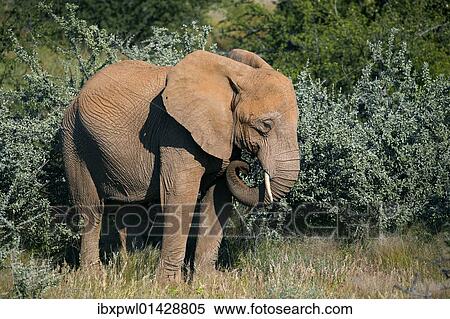 "African Forest Elephant (Loxodonta cyclotis), Damaraland, Namibia, Africa" View Large Photo Image Stock Photography - "African Forest Elephant (Loxodonta cyclotis), Damaraland, Namibia, Africa". Fotosearch