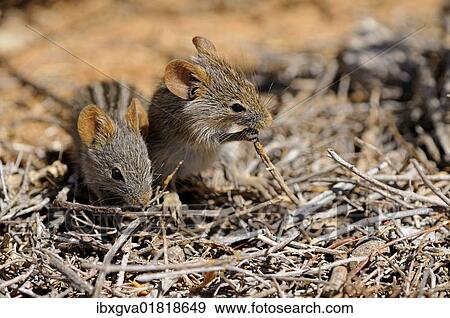 "African Four-striped Grass Mice (Rhabdomys pumilio) in their natural habitat, Goegap Nature Reserve, Namaqualand, South Africa, Africa" View Large Photo Image Stock Photo - "African Four-striped Grass Mice (Rhabdomys pumilio) in their natural habitat, Goegap Nature Reserve, Namaqualand, South Africa, Africa". Fotosearch