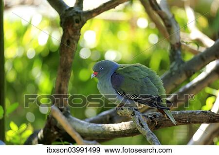 "African Green Pigeon (Treron calva), adult on tree, captive" View Large Photo Image Stock Photo - "African Green Pigeon (Treron calva), adult on tree, captive". Fotosearch