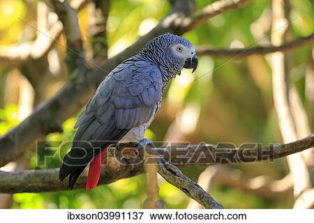 "African Grey Parrot (Psittacus erithacus timneh), adult on tree, native to Central Africa and West Africa, captive" View Large Photo Image Stock Photo - "African Grey Parrot (Psittacus erithacus timneh), adult on tree, native to Central Africa and West Africa, captive". Fotosearch