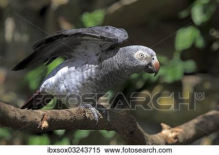 "African Grey Parrot (Psittacus erithacus) sitting on a tree and spreading its wings, native to West Africa, captive, Heidelberg, Baden-Wurttemberg, Germany, Europe" View Large Photo Image Stock Photography - "African Grey Parrot (Psittacus erithacus) sitting on a tree and spreading its wings, native to West Africa, captive, Heidelberg, Baden-Wurttemberg, Germany, Europe". Fotosearch