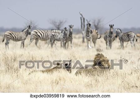 "African Lions ( Panthera leo), adult male and female, looking at a herd of Burchell's Zebras (Equus quagga burchellii), Etosha National Park, Namibia, Africa" View Large Photo Image Stock Photo - "African Lions ( Panthera leo), adult male and female, looking at a herd of Burchell's Zebras (Equus quagga burchellii), Etosha National Park, Namibia, Africa". Fotosearch