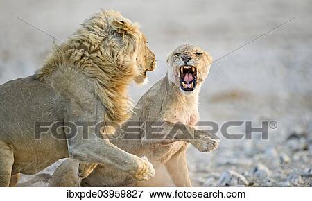 Stock Photo - "African Lions ( Panthera leo), adult male and female, courtship behavior, Etosha National Park, Namibia, Africa". Fotosearch