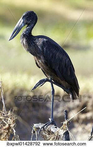 "African Openbill (Anastomus lamelligerus), Zambezi, Zambia, Africa" View Large Photo Image Stock Image - "African Openbill (Anastomus lamelligerus), Zambezi, Zambia, Africa". Fotosearch