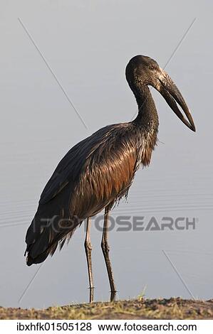 Stock Photo - "African Openbill (Anastomus lamelligerus), Chobe National Park, Botswana, Africa". Fotosearch