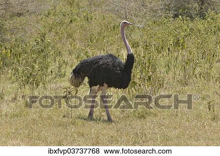 "African ostrich (Struthio camelus) in the Ngorongoro Crater, Ngorongoro Conservation Area, Tanzania, Africa" View Large Photo Image Stock Photo - "African ostrich (Struthio camelus) in the Ngorongoro Crater, Ngorongoro Conservation Area, Tanzania, Africa". Fotosearch
