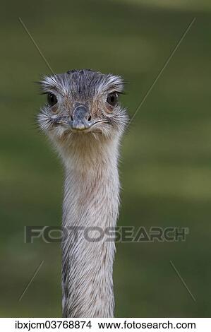 Picture - "African Ostrich (Struthio camelus), head". Fotosearch
