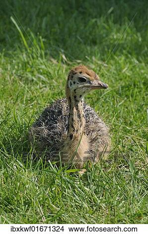 Picture - "African ostrich (Struthio camelus), chick on an ostrich farm, Thalheim, Oschatz, Saxony, Germany, Europe". Fotosearch