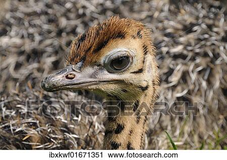 "African ostrich (Struthio camelus), chick on an ostrich farm, Thalheim, Oschatz, Saxony, Germany, Europe" View Large Photo Image Stock Image - "African ostrich (Struthio camelus), chick on an ostrich farm, Thalheim, Oschatz, Saxony, Germany, Europe". Fotosearch