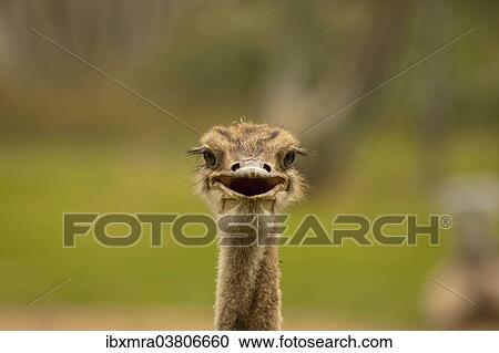 "African Ostrich (Struthio camelus), portrait, Gobabis, Namibia, Africa" View Large Photo Image Stock Image - "African Ostrich (Struthio camelus), portrait, Gobabis, Namibia, Africa". Fotosearch