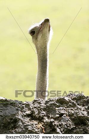"African ostrich (Struthio camelus), looking curious, captive, Berlin, Germany, Europe" View Large Photo Image Stock Image - "African ostrich (Struthio camelus), looking curious, captive, Berlin, Germany, Europe". Fotosearch