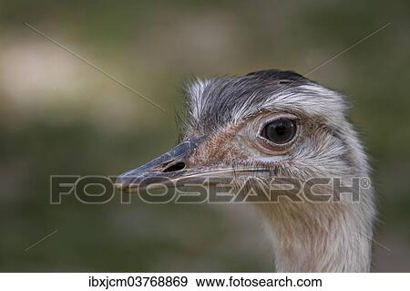 Stock Photo - "African Ostrich (Struthio camelus), head". Fotosearch