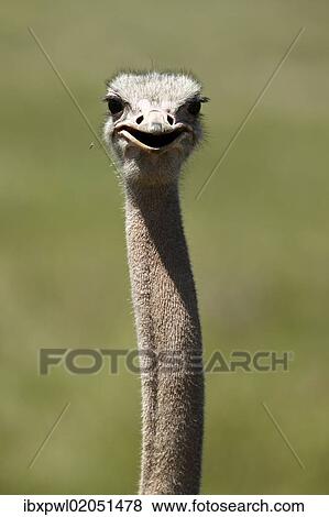 "African Ostrich (Struthio camelus), portrait, Ngorongoro Crater, Ngorongoro Conservation Area, Tanzania, Africa" View Large Photo Image Stock Photo - "African Ostrich (Struthio camelus), portrait, Ngorongoro Crater, Ngorongoro Conservation Area, Tanzania, Africa". Fotosearch