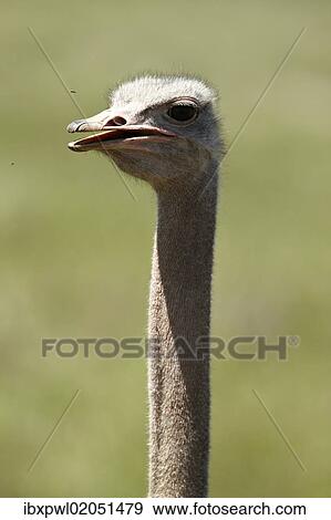 "African Ostrich (Struthio camelus), portrait, Ngorongoro Crater, Ngorongoro Conservation Area, Tanzania, Africa" View Large Photo Image Stock Photo - "African Ostrich (Struthio camelus), portrait, Ngorongoro Crater, Ngorongoro Conservation Area, Tanzania, Africa". Fotosearch