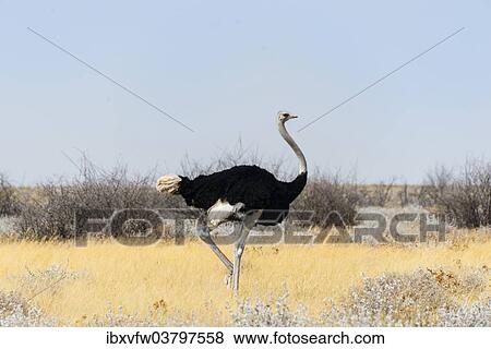 "African ostrich (Struthio camelus), Etosha National Park, Namibia, Africa" View Large Photo Image Stock Photo - "African ostrich (Struthio camelus), Etosha National Park, Namibia, Africa". Fotosearch