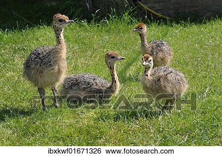 "African ostrich (Struthio camelus), chicks on an ostrich farm, Thalheim, Oschatz, Saxony, Germany, Europe" View Large Photo Image Stock Photograph - "African ostrich (Struthio camelus), chicks on an ostrich farm, Thalheim, Oschatz, Saxony, Germany, Europe". Fotosearch