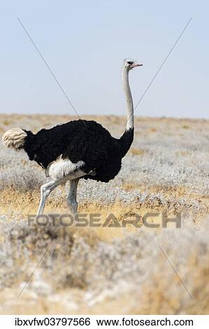 "African ostrich (Struthio camelus), Etosha National Park, Namibia, Africa" View Large Photo Image Stock Photograph - "African ostrich (Struthio camelus), Etosha National Park, Namibia, Africa". Fotosearch