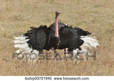 "African Ostrich (Struthio camelus) performing a mating dance, Ngorongoro Conservation Area, Tanzania, Africa" View Large Photo Image Stock Photography - "African Ostrich (Struthio camelus) performing a mating dance, Ngorongoro Conservation Area, Tanzania, Africa". Fotosearch