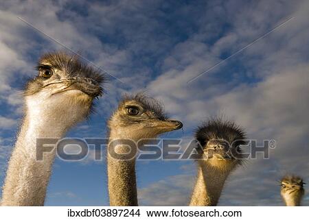 "African Ostriches (Struthio camelus), ostrich farm, Oudtshoorn, Little Karoo, Eden District, Western Cape Province, South Africa, Africa" View Large Photo Image Picture - "African Ostriches (Struthio camelus), ostrich farm, Oudtshoorn, Little Karoo, Eden District, Western Cape Province, South Africa, Africa". Fotosearch