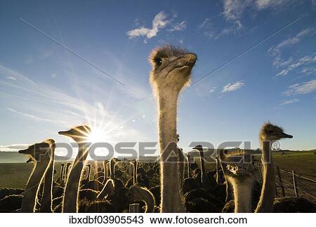 "African Ostriches (Struthio camelus), ostrich farm, Oudtshoorn, Little Karoo, Eden District, Western Cape Province, South Africa, Africa" View Large Photo Image Stock Image - "African Ostriches (Struthio camelus), ostrich farm, Oudtshoorn, Little Karoo, Eden District, Western Cape Province, South Africa, Africa". Fotosearch