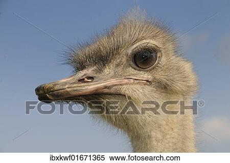 "African ostriches (Struthio camelus), Germany, Europe" View Large Photo Image Stock Photography - "African ostriches (Struthio camelus), Germany, Europe". Fotosearch