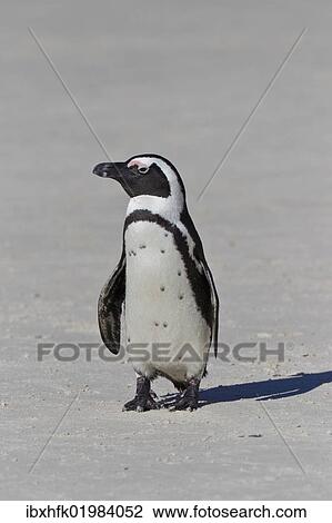 Stock Image - "African penguin or Black-footed penguin (Spheniscus demersus) at the Boulders Colony, Cape Town, South Africa, Africa". Fotosearch