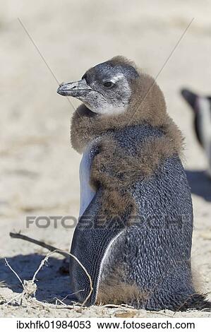 Stock Image - "African penguin or Black-footed penguin (Spheniscus demersus), chick, at the Boulders Colony, Cape Town, South Africa, Africa". Fotosearch
