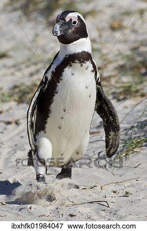 "African penguin or Black-footed penguin (Spheniscus demersus) at the Boulders Colony, Cape Town, South Africa, Africa" View Large Photo Image Stock Photo - "African penguin or Black-footed penguin (Spheniscus demersus) at the Boulders Colony, Cape Town, South Africa, Africa". Fotosearch