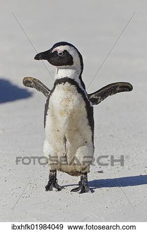 Stock Photo - "African penguin or Black-footed penguin (Spheniscus demersus) at the Boulders Colony, Cape Town, South Africa, Africa". Fotosearch