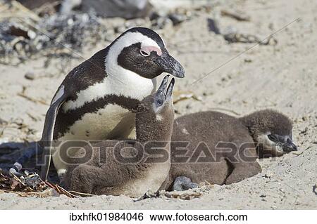 Stock Photograph - "African penguin or Black-footed penguin (Spheniscus demersus) with chicks, at the Boulders Colony, Cape Town, South Africa, Africa". Fotosearch