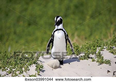 "African Penguin or Jackass Penguin (Spheniscus demersus), adult in the breeding area, Boulders Beach, Simon's Town, Western Cape, South Africa, Africa" View Large Photo Image Picture - "African Penguin or Jackass Penguin (Spheniscus demersus), adult in the breeding area, Boulders Beach, Simon's Town, Western Cape, South Africa, Africa". Fotosearch