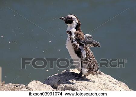 "African Penguin or Jackass Penguin (Spheniscus demersus), adult on rock, moulting, Betty's Bay, Western Cape, South Africa, Africa" View Large Photo Image Picture - "African Penguin or Jackass Penguin (Spheniscus demersus), adult on rock, moulting, Betty's Bay, Western Cape, South Africa, Africa". Fotosearch
