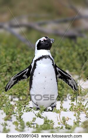 "African Penguin or Jackass Penguin (Spheniscus demersus), adult with spread wings, Boulders Beach, Simon's Town, Western Cape, South Africa, Africa" View Large Photo Image Stock Image - "African Penguin or Jackass Penguin (Spheniscus demersus), adult with spread wings, Boulders Beach, Simon's Town, Western Cape, South Africa, Africa". Fotosearch