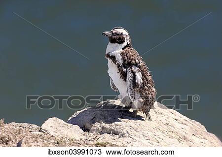 "African Penguin or Jackass Penguin (Spheniscus demersus), adult on rock, moulting, Betty's Bay, Western Cape, South Africa, Africa" View Large Photo Image Stock Image - "African Penguin or Jackass Penguin (Spheniscus demersus), adult on rock, moulting, Betty's Bay, Western Cape, South Africa, Africa". Fotosearch