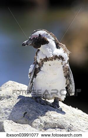 "African Penguin or Jackass Penguin (Spheniscus demersus), adult on rock, moulting, Betty's Bay, Western Cape, South Africa, Africa" View Large Photo Image Stock Photo - "African Penguin or Jackass Penguin (Spheniscus demersus), adult on rock, moulting, Betty's Bay, Western Cape, South Africa, Africa". Fotosearch