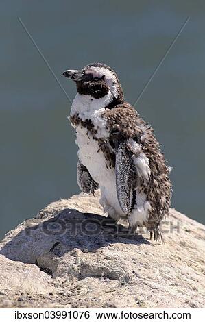 "African Penguin or Jackass Penguin (Spheniscus demersus), adult on rock, moulting, Betty's Bay, Western Cape, South Africa, Africa" View Large Photo Image Stock Photograph - "African Penguin or Jackass Penguin (Spheniscus demersus), adult on rock, moulting, Betty's Bay, Western Cape, South Africa, Africa". Fotosearch