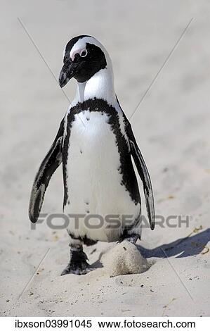 "African Penguin or Jackass Penguin (Spheniscus demersus), adult on the beach in the breeding area, Boulders Beach, Simon's Town, Western Cape, South Africa, Africa" View Large Photo Image Stock Photography - "African Penguin or Jackass Penguin (Spheniscus demersus), adult on the beach in the breeding area, Boulders Beach, Simon's Town, Western Cape, South Africa, Africa". Fotosearch