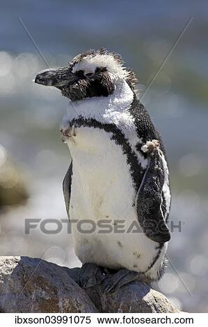 "African Penguin or Jackass Penguin (Spheniscus demersus), adult on rock, moulting, Betty's Bay, Western Cape, South Africa, Africa" View Large Photo Image Stock Photography - "African Penguin or Jackass Penguin (Spheniscus demersus), adult on rock, moulting, Betty's Bay, Western Cape, South Africa, Africa". Fotosearch