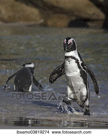 "African Penguin (Spheniscus demersus) walking out of water, Boulders Beach, Western Cape, South Africa, Africa" View Large Photo Image Picture - "African Penguin (Spheniscus demersus) walking out of water, Boulders Beach, Western Cape, South Africa, Africa". Fotosearch